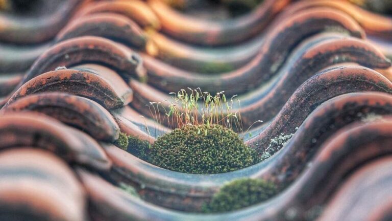 Nahaufnahme eines mit Moos bedeckten Dachziegelblechs